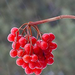 photo "Winter Fruit in the Snow"