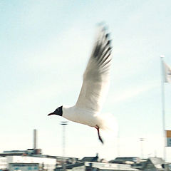 photo "flight..."