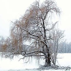 фото "Willow Tree #1"