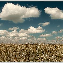 photo "Wheat on all horizon #2"