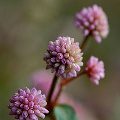 photo "My Macro Flower."