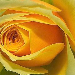фото ""Yellow rose of Texas""