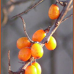 photo "Sunny  berries"