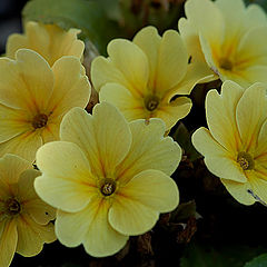 фото "Yellow Flowers II"