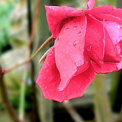 photo "3d Rose"