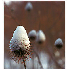 photo "Snow-berry"