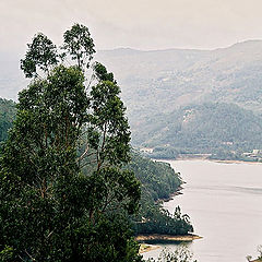 фото "My Tree and my River."