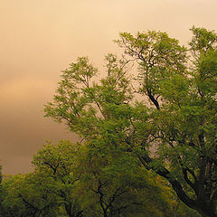 photo "Eastern Sky at Sunset"