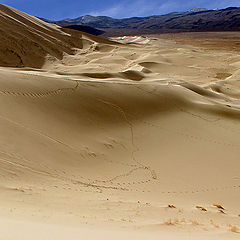photo "The dune`s tracks"