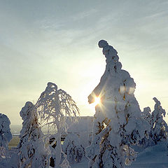 photo "Sunset in winter"