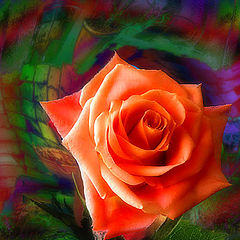 photo "Rose Garden"