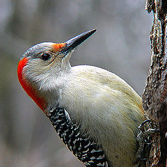 фото "Red-bellied Woodpecker"