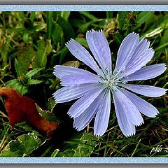 photo "Blue Flower"