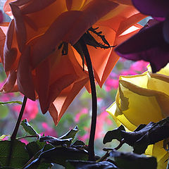 photo "Roses composition"