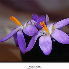 фото "Crocuses"