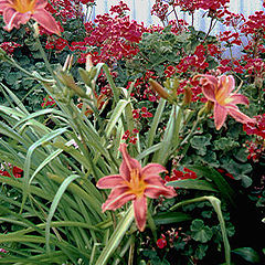 photo "Spring Flowers"