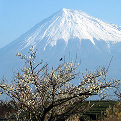 photo "Mount Fuji with Plum Blossoms"