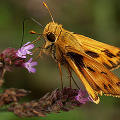 photo "Skipper"