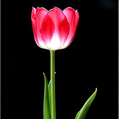 фото "Tulip"