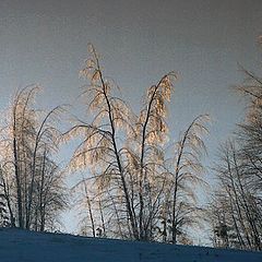 photo "Morning"