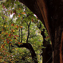 photo "The Trunk"