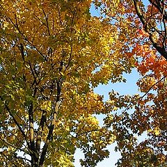 photo "Red, yellow and green"