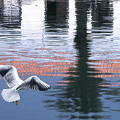 фото "Sea gull down"