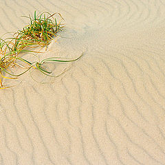 фото "Green in desert"