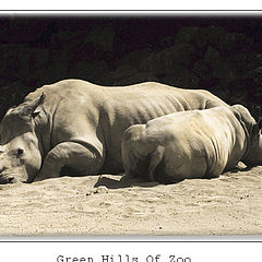 фото "Green Hills Of Zoo"