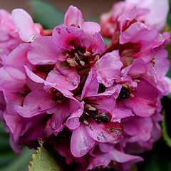 photo "Pink Flowers"