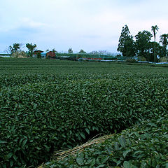 photo "Green Tea Farm"