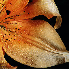 photo "Lily"