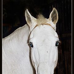 photo "White Horse for Sandy"