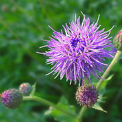 photo "Hair Style"