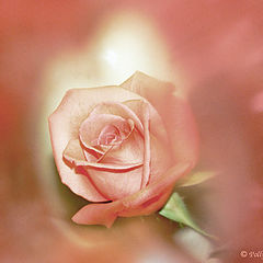 photo "Dream Rose"