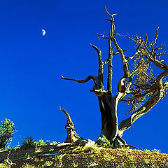 photo "The Red Canyon. Etude with the moon."