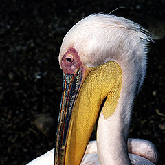 photo "Pelican"