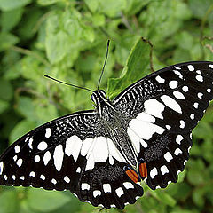 photo "Lime Butterfly"