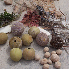 photo "Shapes in The Sand"