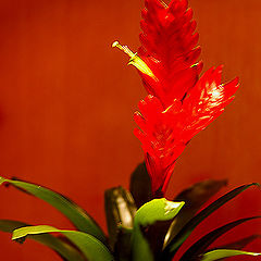 photo "A Red Flower."