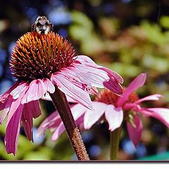 photo "Flower and Bee"