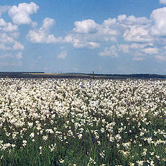 фото "Родная земля (2)"