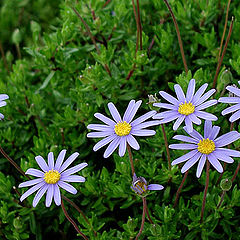 photo "Blue Flowers"