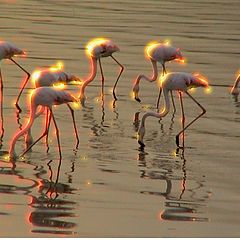 photo "Flamingo`s Bay"
