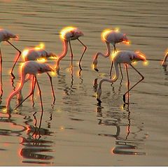 фото "Flamingo`s Bay"