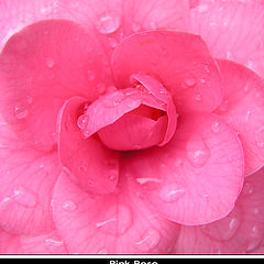 photo "Pink Rose"