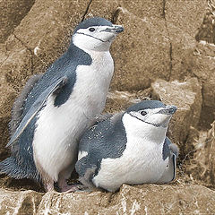 photo "The first moulting"