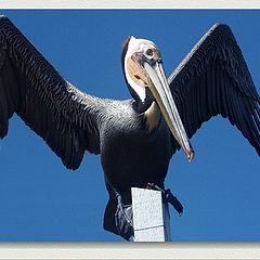 photo "Proud Pelican"