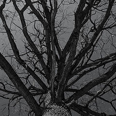 фото "NATURAL MYSTIC"