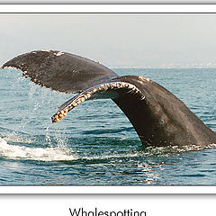 photo "Whalespotting"